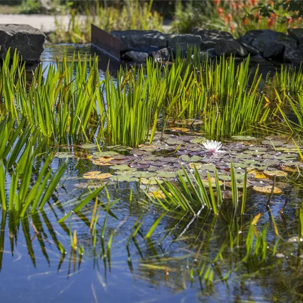 Gartenteich easy going – in wenigen Schritten zur kleinen Oase Gartenteich easy going – in wenigen Schritten zur kleinen Oase