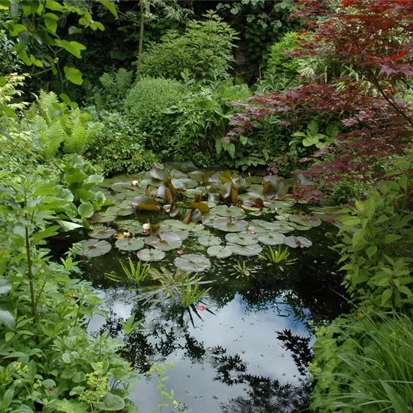 Klares Wasser im Gartenteich – gut oder schlecht? Klares Wasser im Gartenteich – gut oder schlecht?