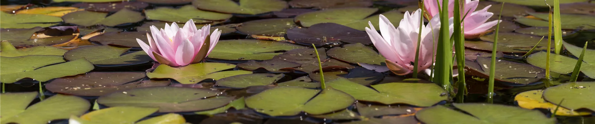 Nymphaea, rosa Nymphaea, rosa