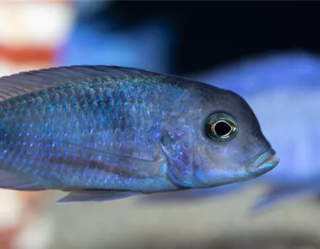 Fische transportieren: Vom Fachhandel ins Aquarium  Fische transportieren: Vom Fachhandel ins Aquarium