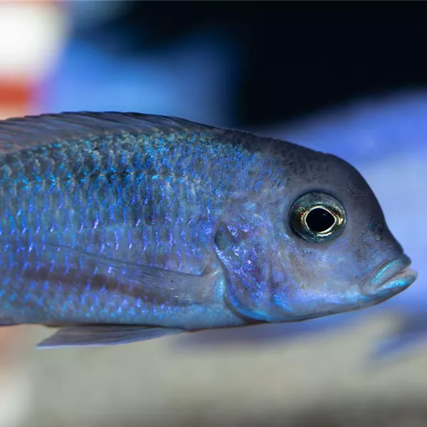 Fische transportieren: Vom Fachhandel ins Aquarium  Fische transportieren: Vom Fachhandel ins Aquarium