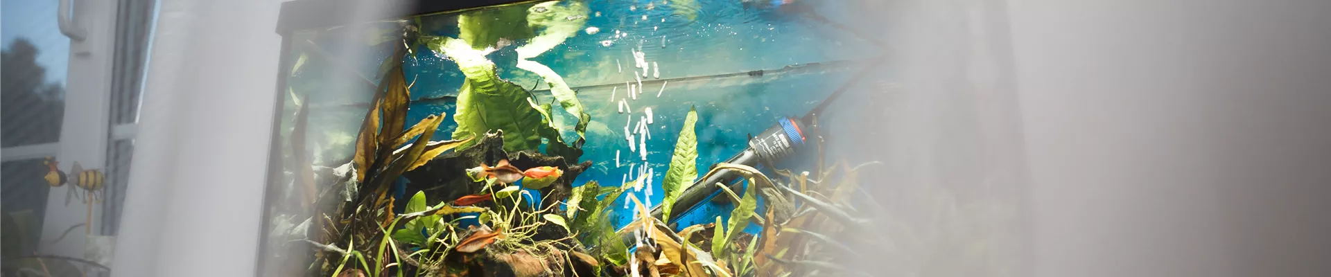 Aquarium Aquarium