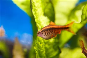 Aquarium/ Terra Aquarium/ Terra