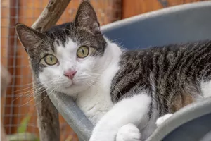 Katze Katze