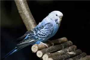 Vogel Vogel