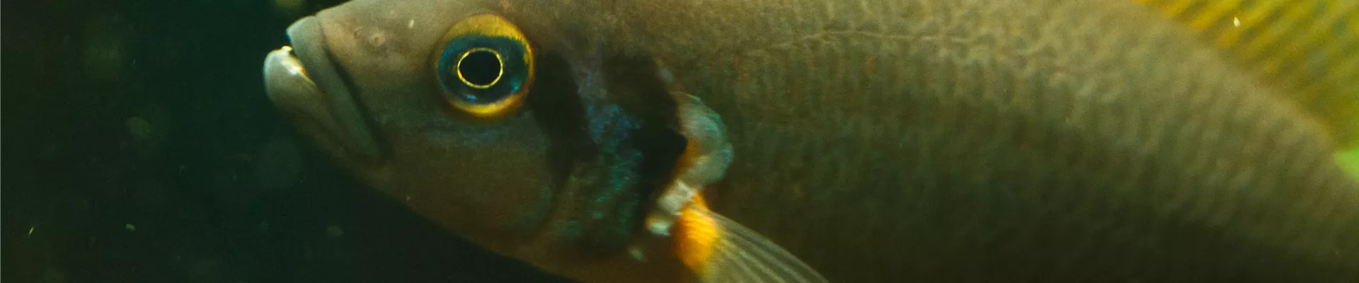 Fisch im Aquarium Fisch im Aquarium