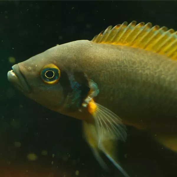 Salzbehandlung bei Fischen: Erste Hilfe mit Kochsalz Salzbehandlung bei Fischen: Erste Hilfe mit Kochsalz
