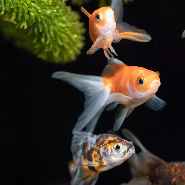 Schuppige Nachbarn: Aquarium-Besatz für Süßwasser und Meerwasser Schuppige Nachbarn: Aquarium-Besatz für Süßwasser und Meerwasser