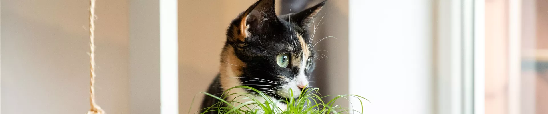 Katzengras Katzengras
