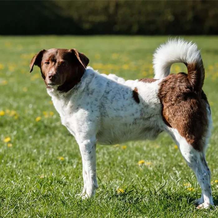 Hunde Hunde