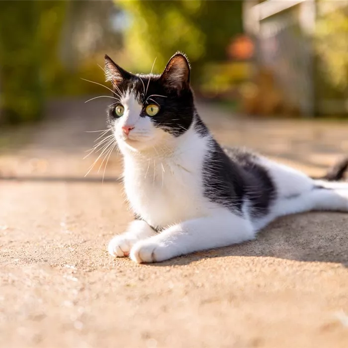 Katzen Katzen