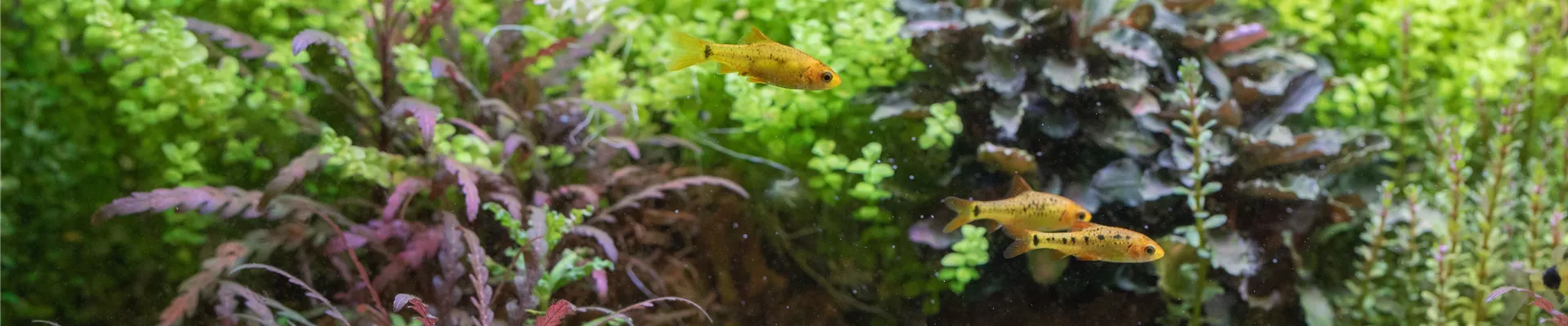 Tetra Tetra
