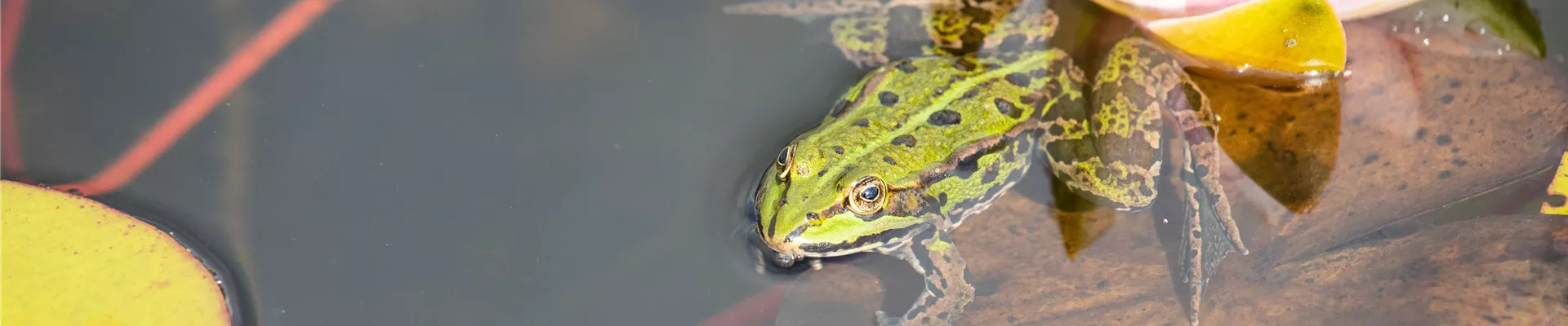 Seerosen mit Frosch  Seerosen mit Frosch