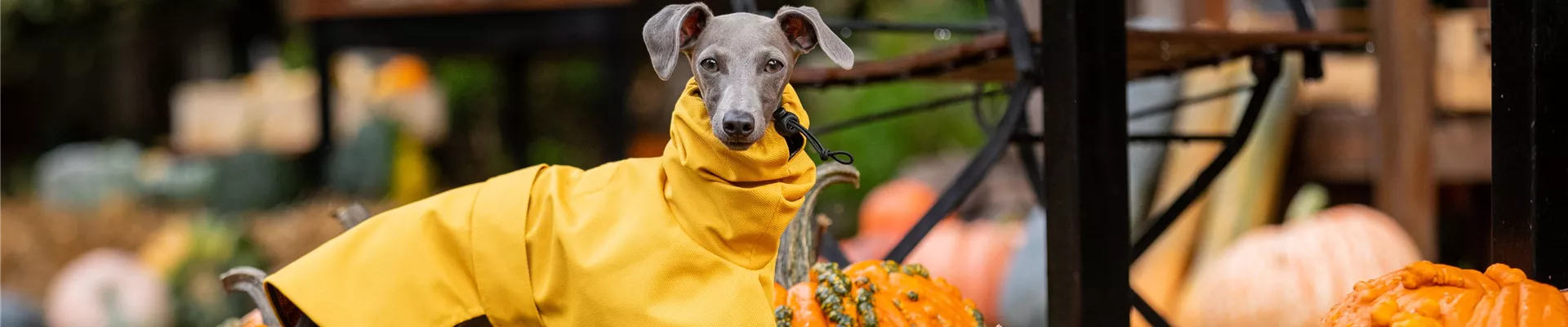 Herbstambiente - Hund mit Regencape Herbstambiente - Hund mit Regencape