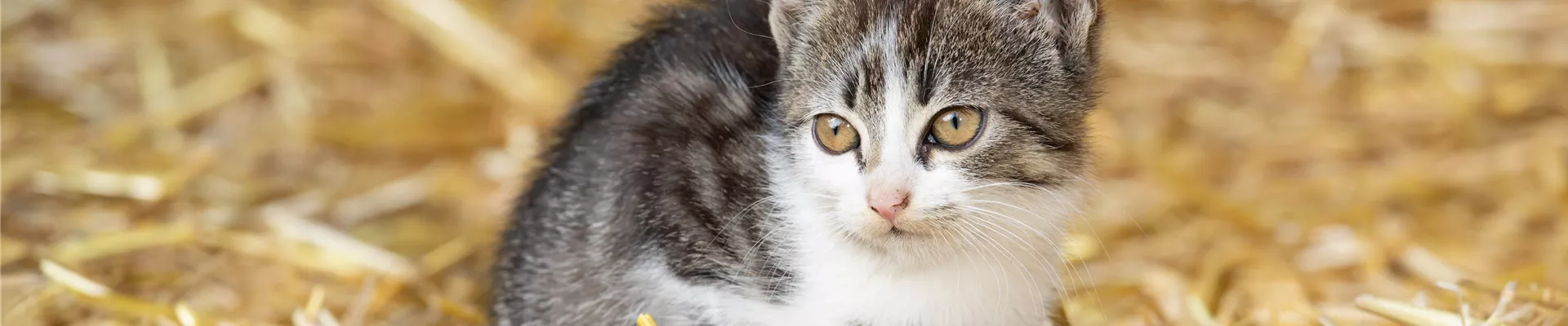 Kitten Kitten